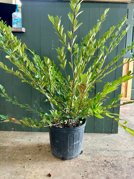 Coppertone Distylium Shrub - 3 Gallon image 1