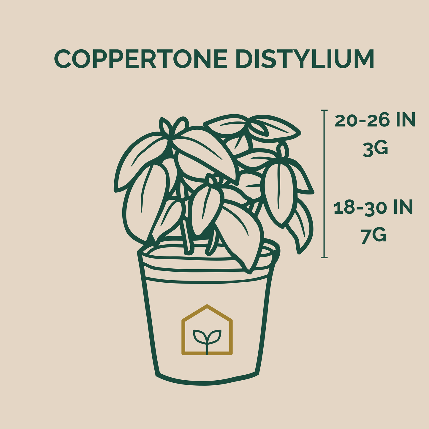 Illustration of a potted plant with Coppertone Distylium branding and dimensions on a beige background.