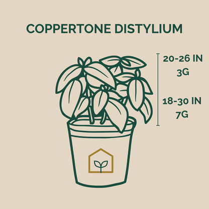 Illustration of a potted plant with Coppertone Distylium branding and dimensions on a beige background.