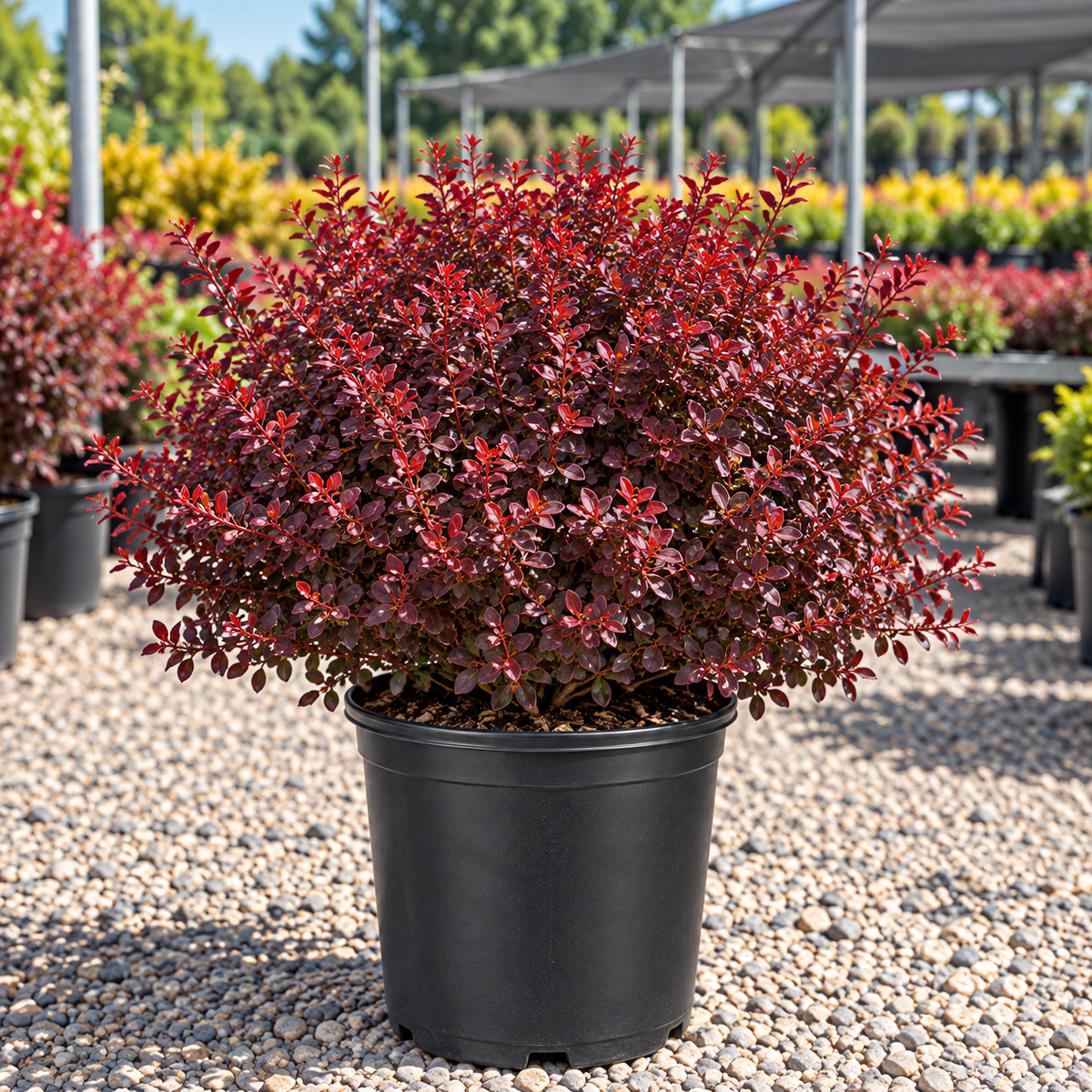 Crimson Pygmy Barberry
