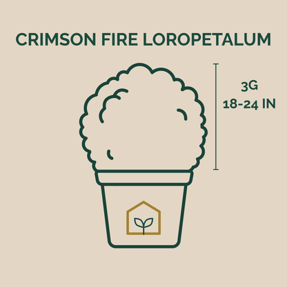Illustration of a potted plant with text indicating 'Crimson Fire Loropetalum' and dimensions on a beige background.