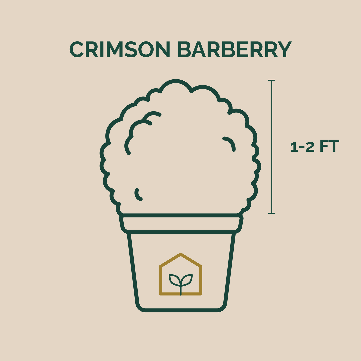 Illustration of Crimson Pygmy Barberry size in a grower's pot