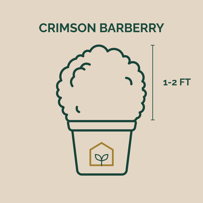 Illustration of Crimson Pygmy Barberry size in a grower's pot