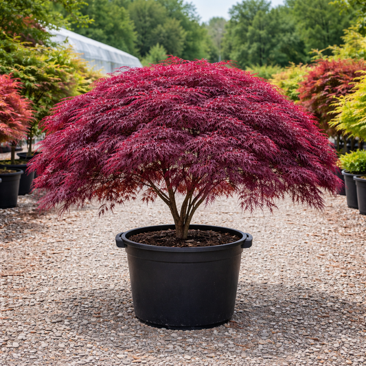 Potted tree with vibrant red foliage in a garden setting