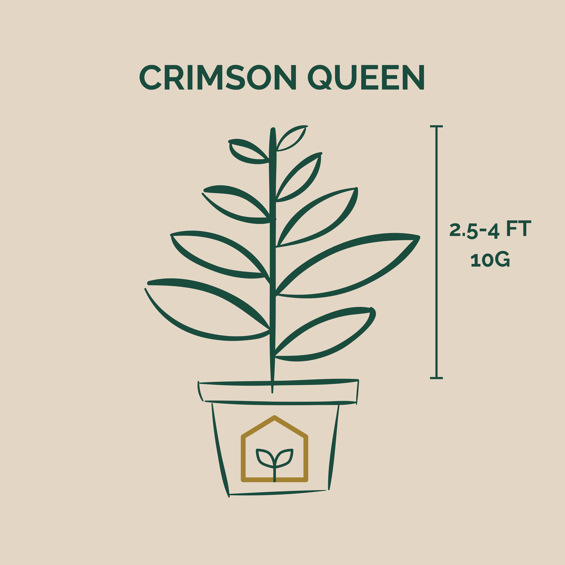 Illustration of a potted plant labeled 'Crimson Queen' with height and weight information on a beige background.