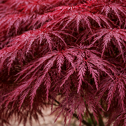Close-up of a plant with vibrant red-purple leaves