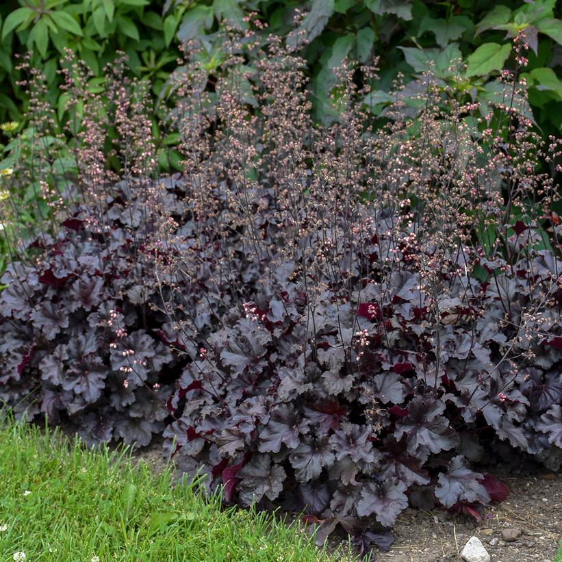 Coral Bells Obsidian Heuchera - 3 Gallon