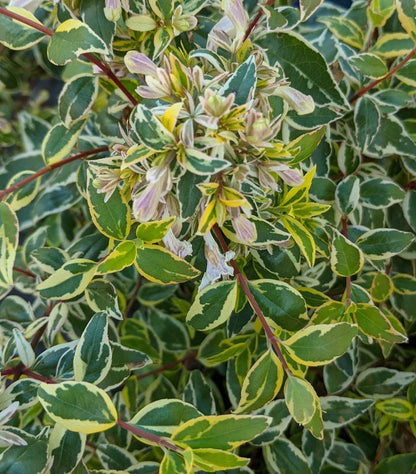 Radiance Abelia - 3 Gallon