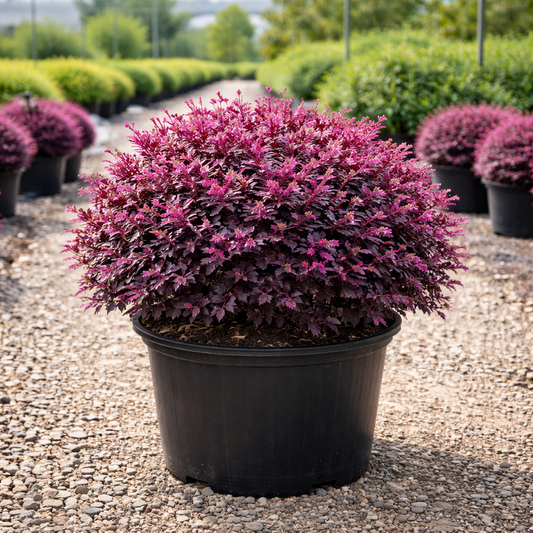 Potted purple shrub in a nursery setting with other plants in the background