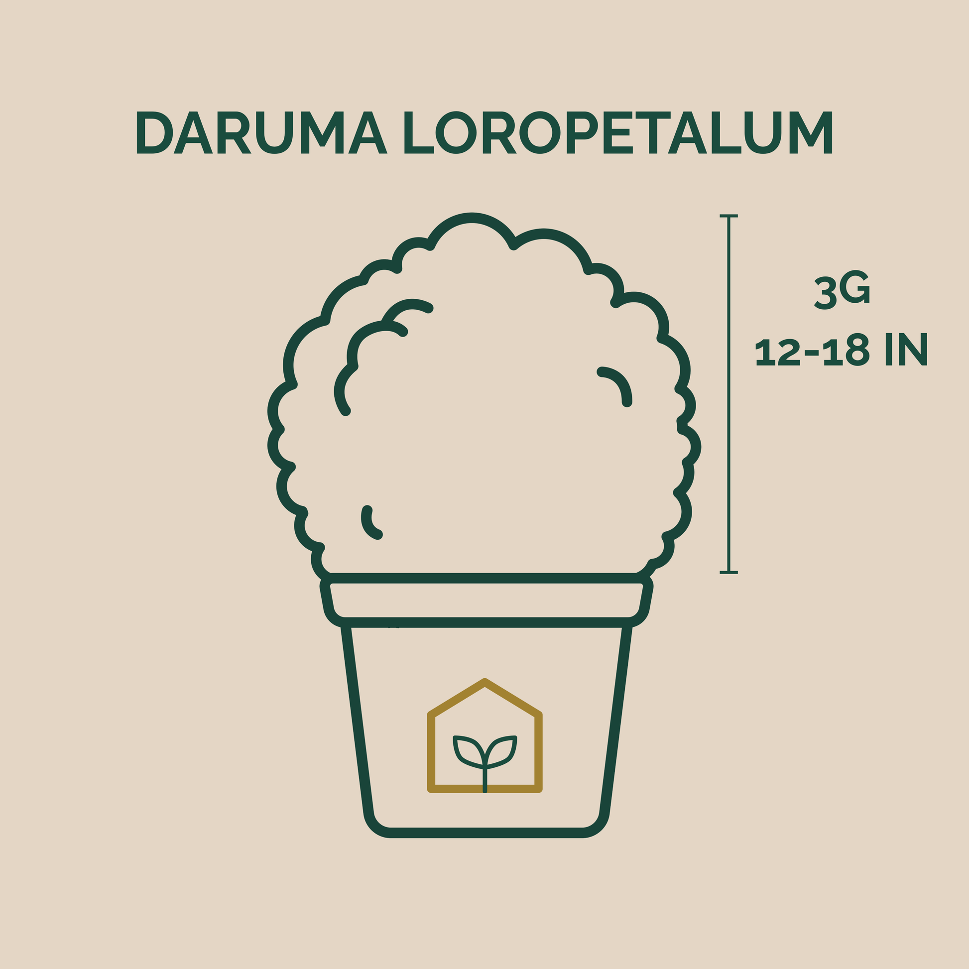 Illustration of a plant labeled 'Daruma Loropetalum' with dimensions on a beige background