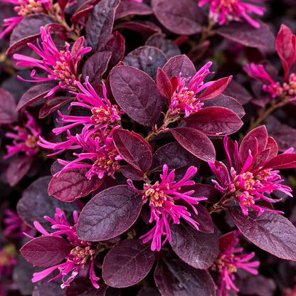 Close-up of pink flowers with purple leaves