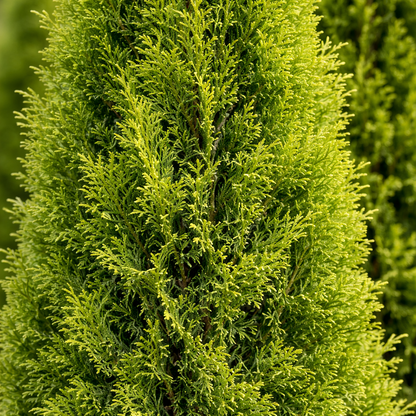 Close-up of a green shrub with a blurred background