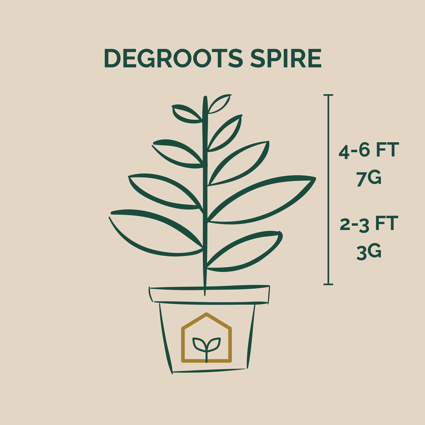 Degroots Spire Arborvitae