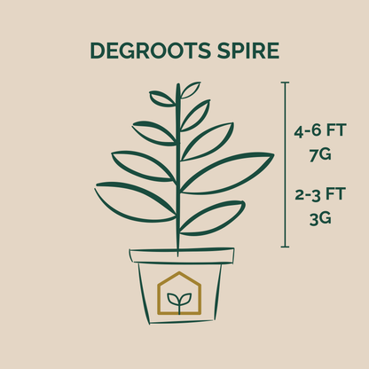 Degroots Spire Arborvitae