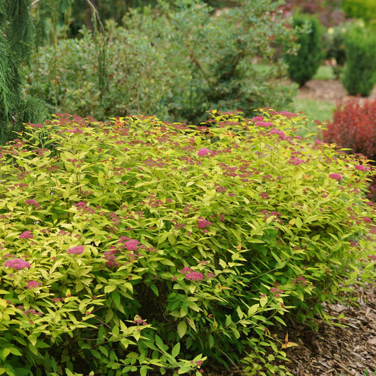 Double Play® Candy Corn® Spirea - 3 Gallon