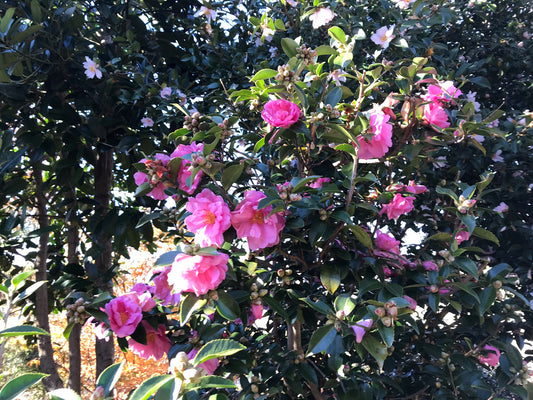 Winter's Joy Camellia