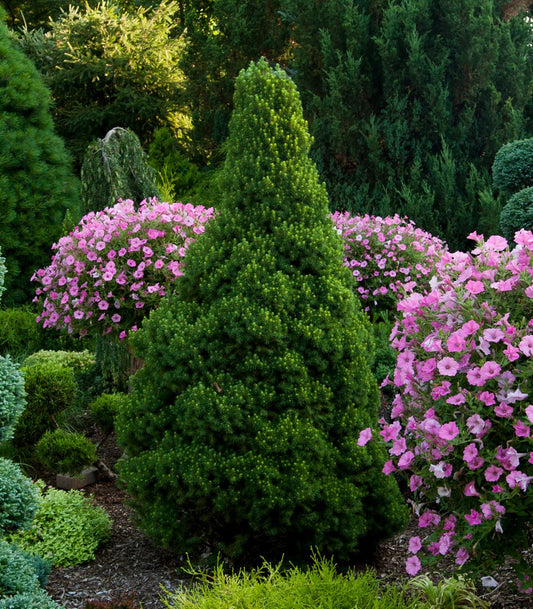 Dwarf Alberta Spruce - 3 Gallon