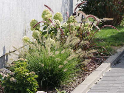 HameIn Dwarf Fountain Grass - 3 Gallon