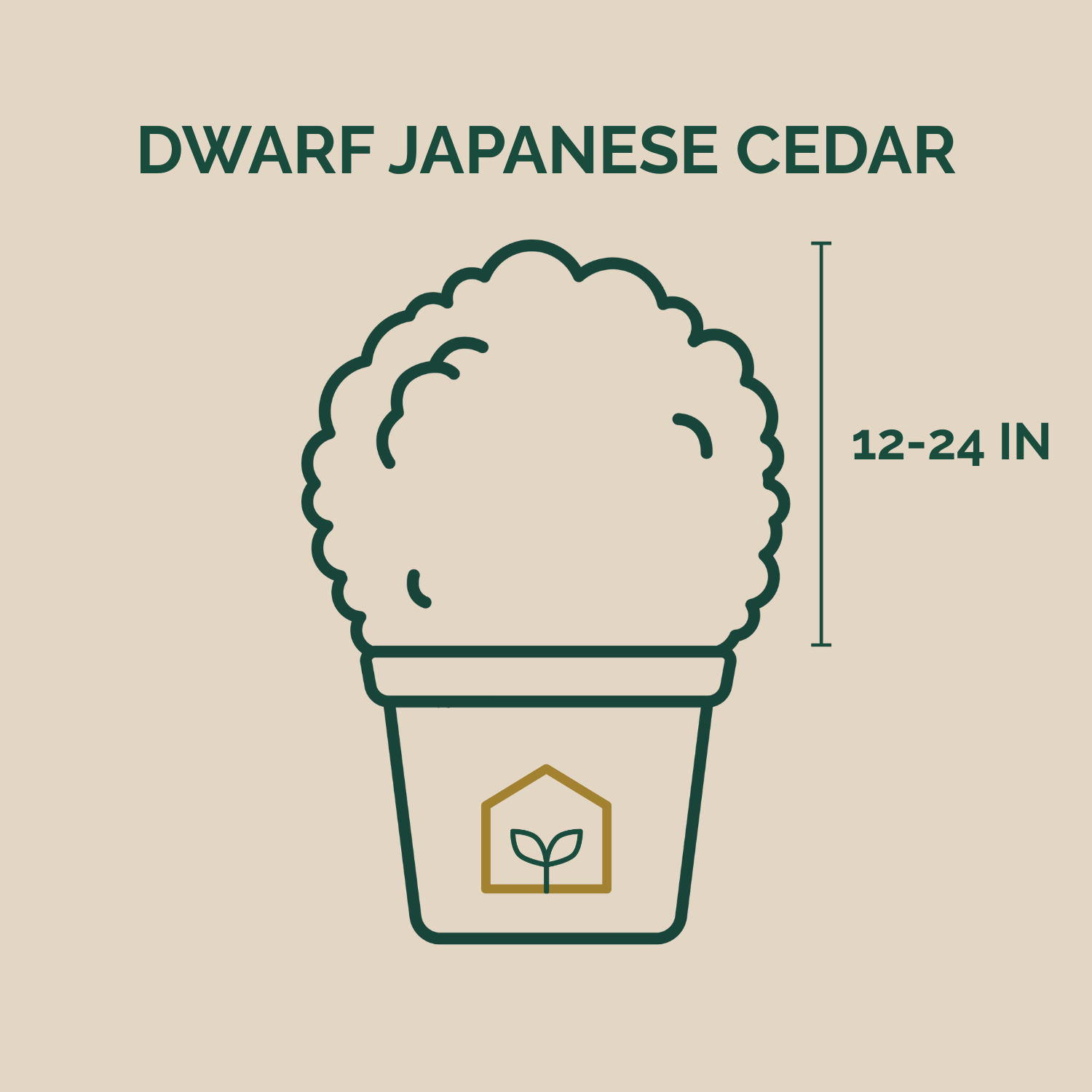 Illustration of a dwarf Japanese cedar plant in a pot with dimensions on a beige background