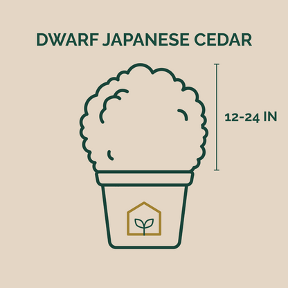 Illustration of a dwarf Japanese cedar plant in a pot with dimensions on a beige background