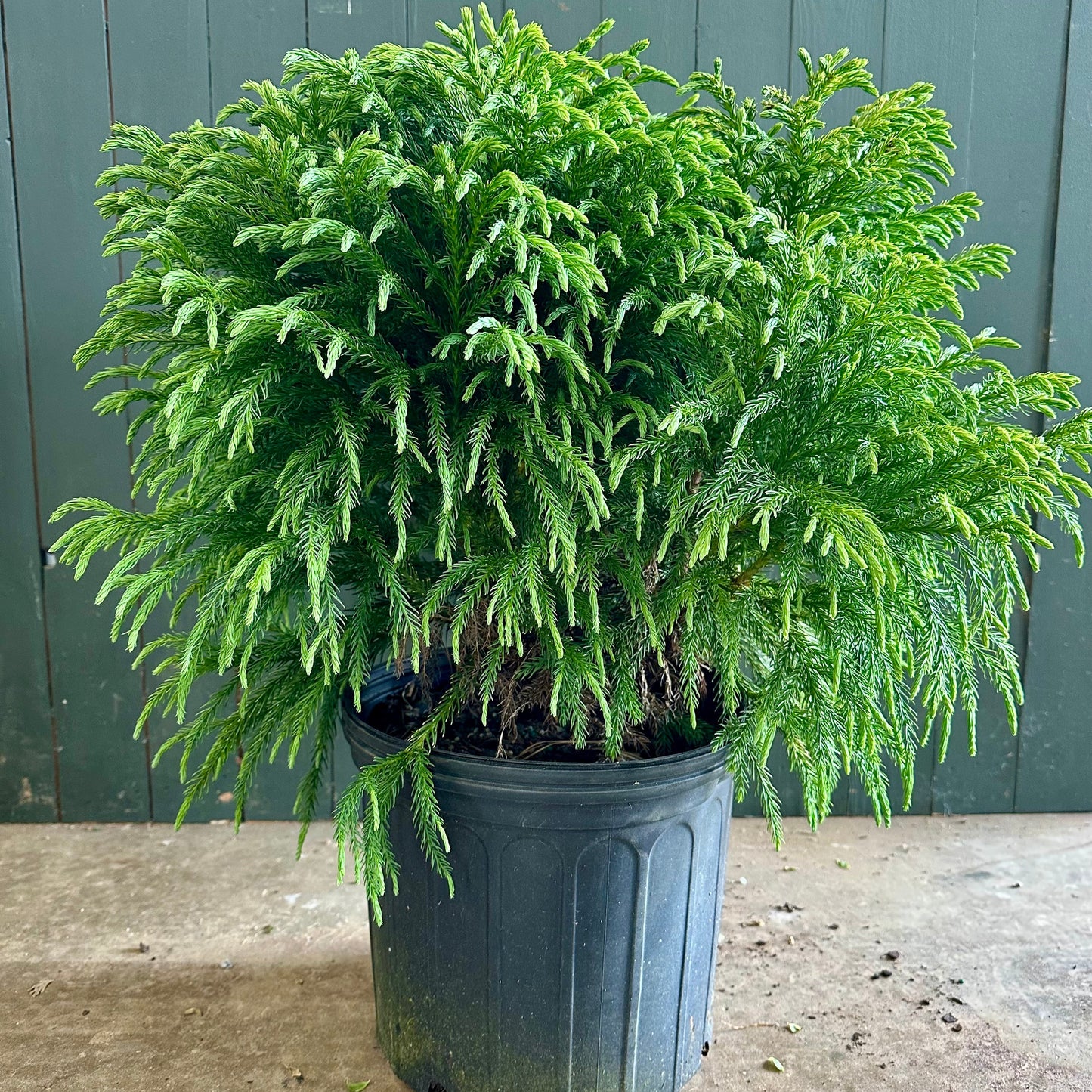 Dwarf Japanese Cedar Shrub - 3 Gallon