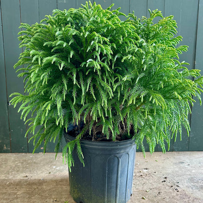 Dwarf Japanese Cedar Shrub - 3 Gallon