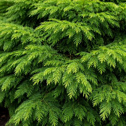 Close-up of a dense cluster of green evergreen foliage