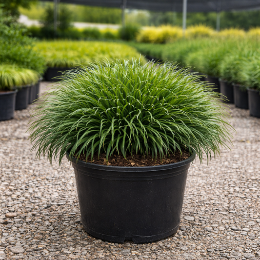 Potted green plant in a nursery setting