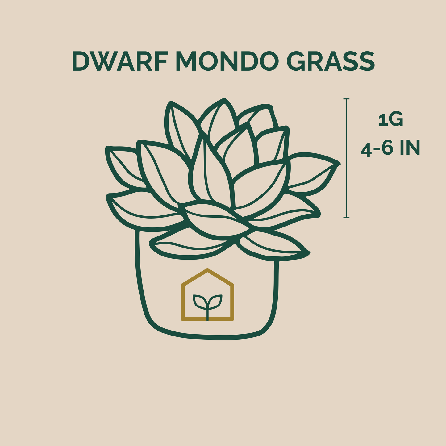 Illustration of dwarf mondo grass with plant pot on beige background