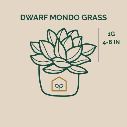 Illustration of dwarf mondo grass with plant pot on beige background