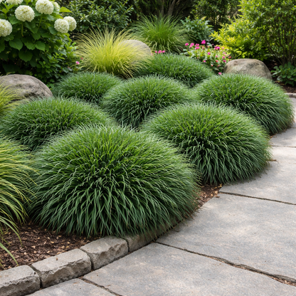 Green shrubs lining a stone pathway in a garden setting