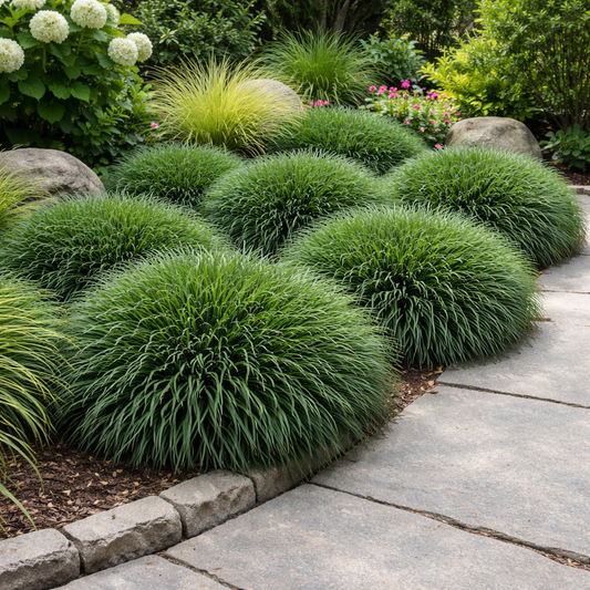 Green shrubs lining a stone pathway in a garden setting