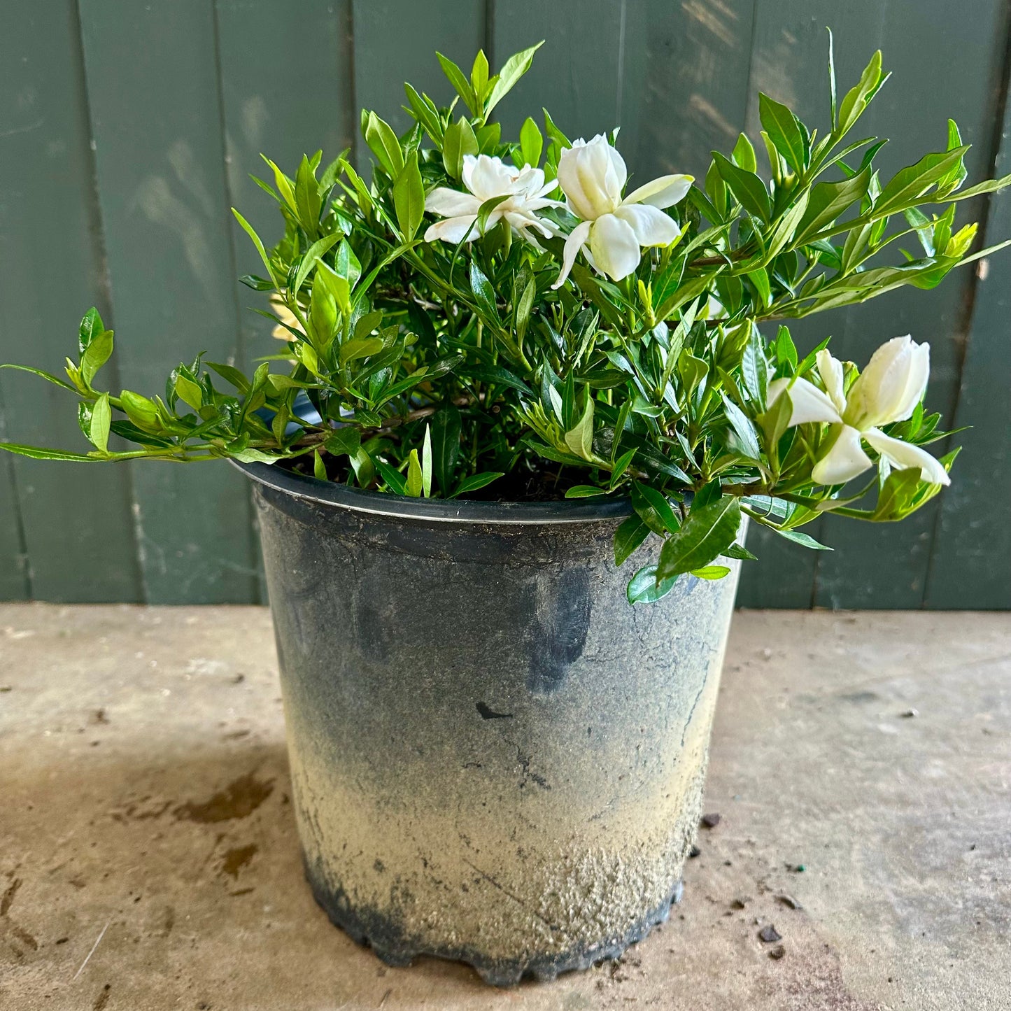 Dwarf Radicans Gardenia Shrub - 3 Gallon