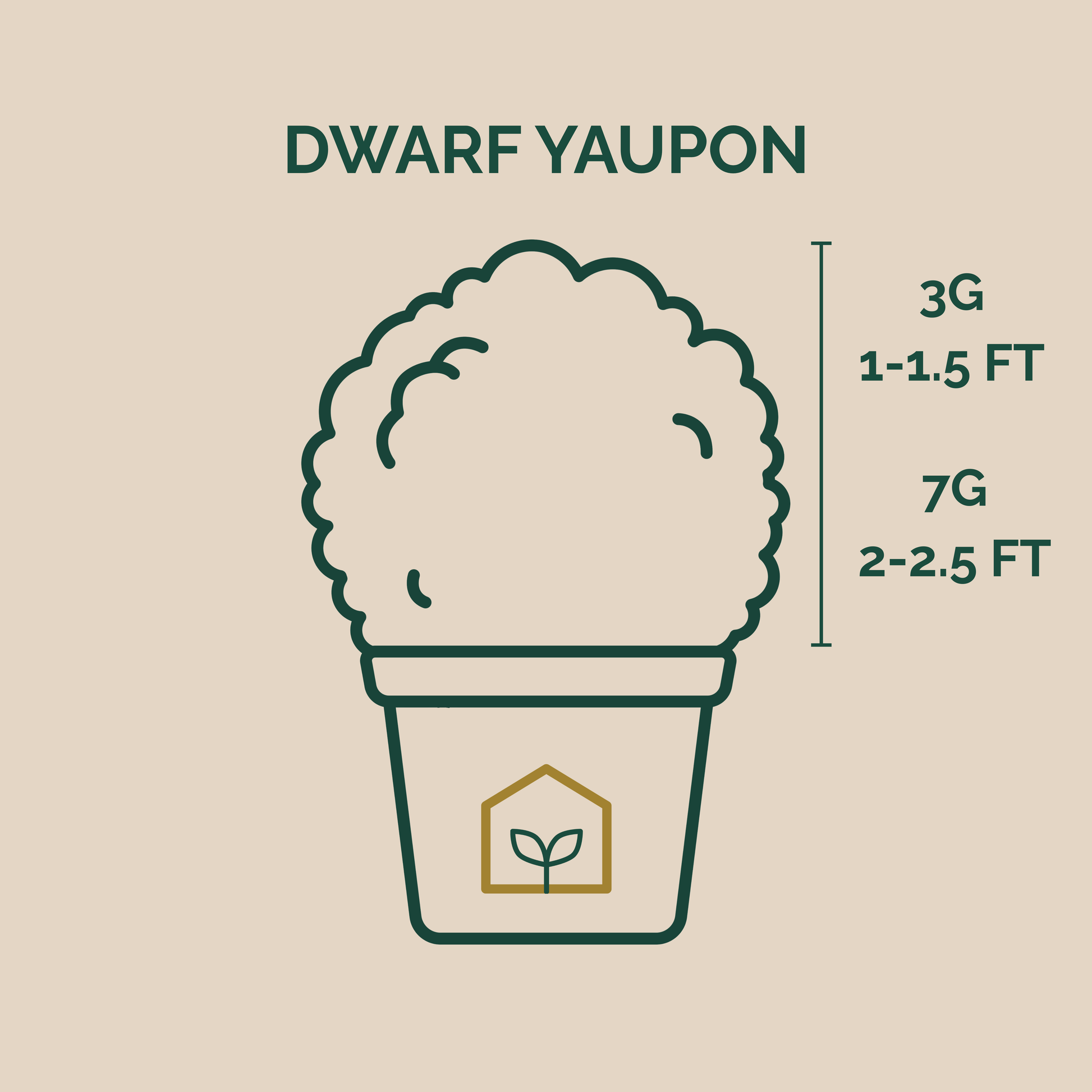 Illustration of a dwarf yaupon plant with size measurements on a beige background