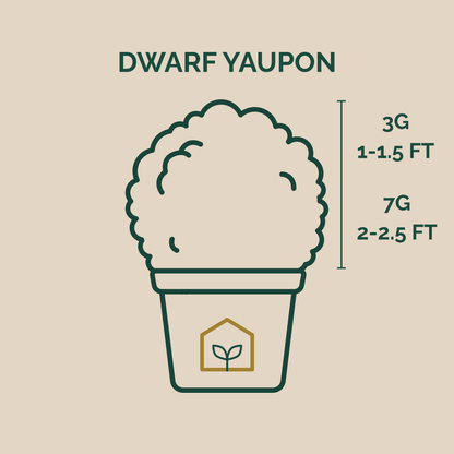 Illustration of a dwarf yaupon plant with size measurements on a beige background