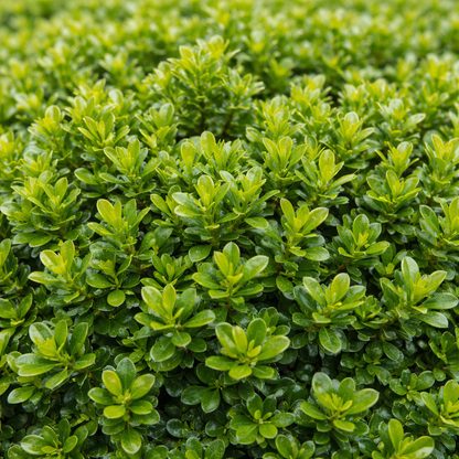 Close-up of a dense green bush with small leaves
