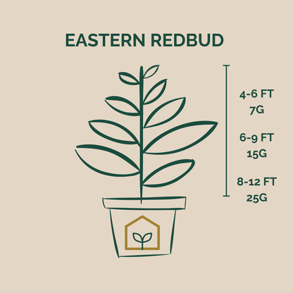 Illustration of an Eastern Redbud plant with height and weight measurements on a beige background