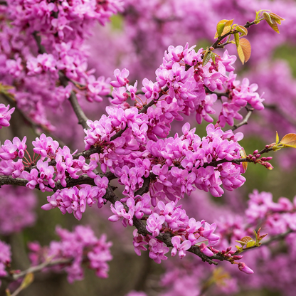 Close-up of pink flowering tree branch with a blurred background