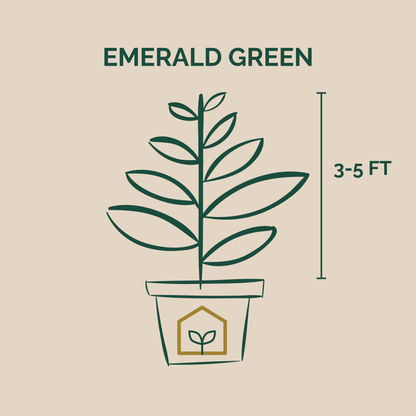 Emerald Green Arborvitae