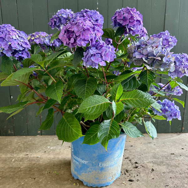 Endless Summer Hydrangea – Trees and Plants