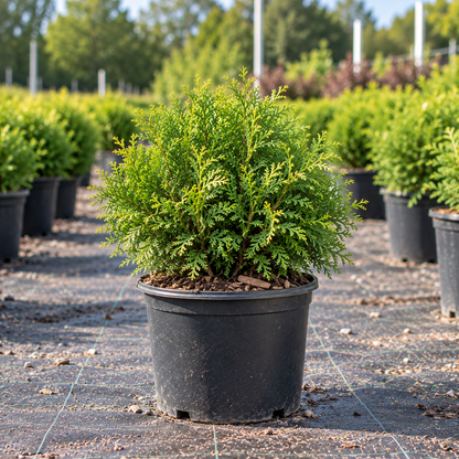 Tater Tot® Arborvitae