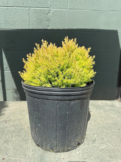 Potted plant with green foliage in a black pot against a gray wall.