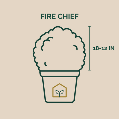 Illustration of a potted plant with dimensions on a beige background