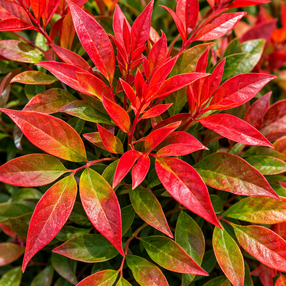 Close-up of a plant with vibrant red and green leaves.