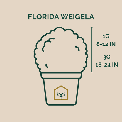Illustration of a Florida Weigela plant with size measurements on a beige background