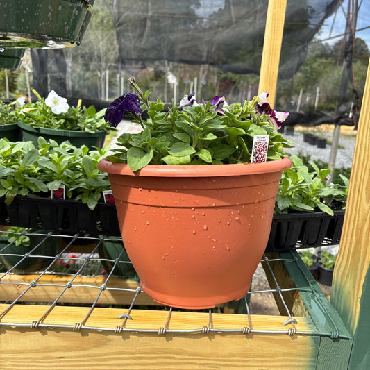 Terracotta pot with plants hanging on a wooden frame