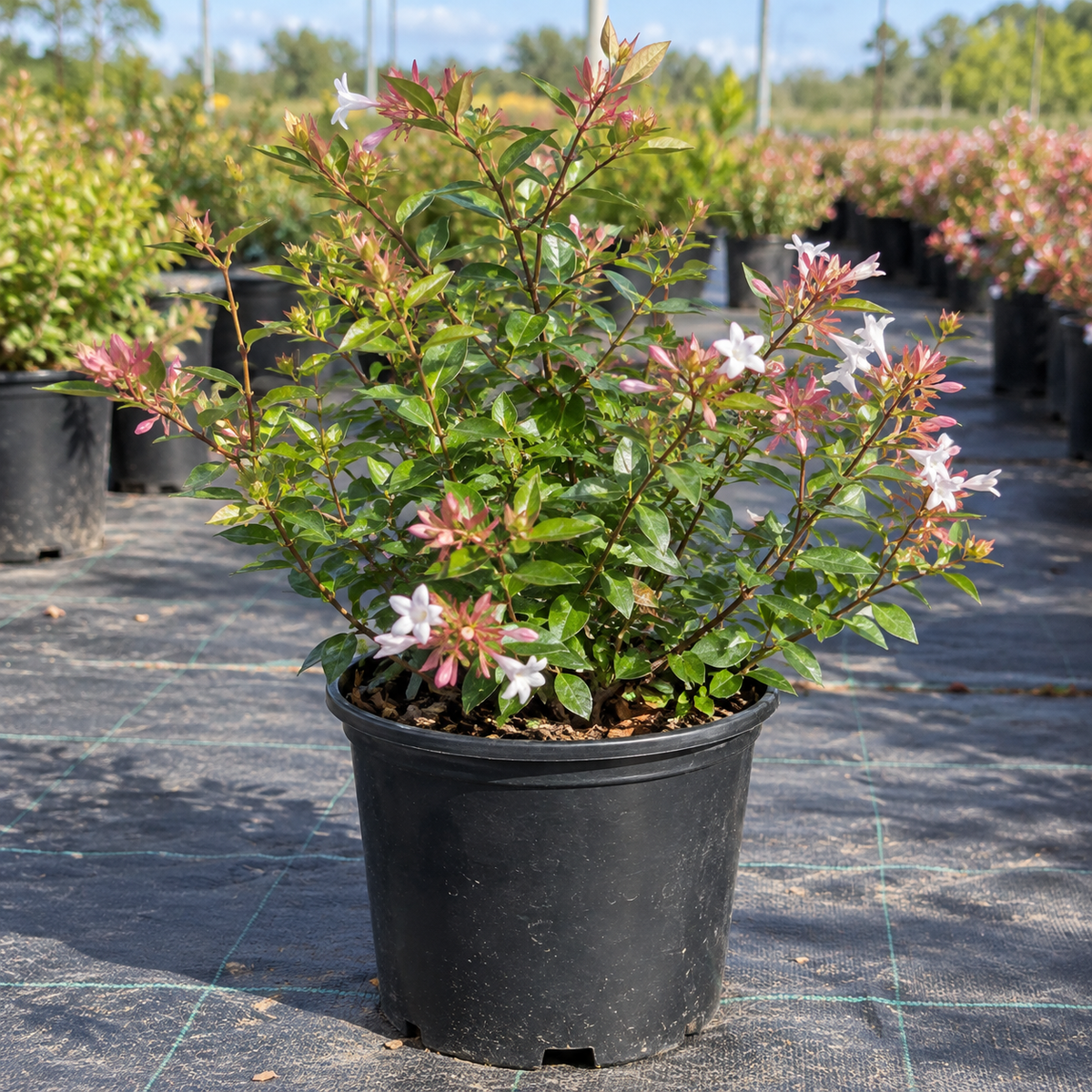 Rose Creek Abelia