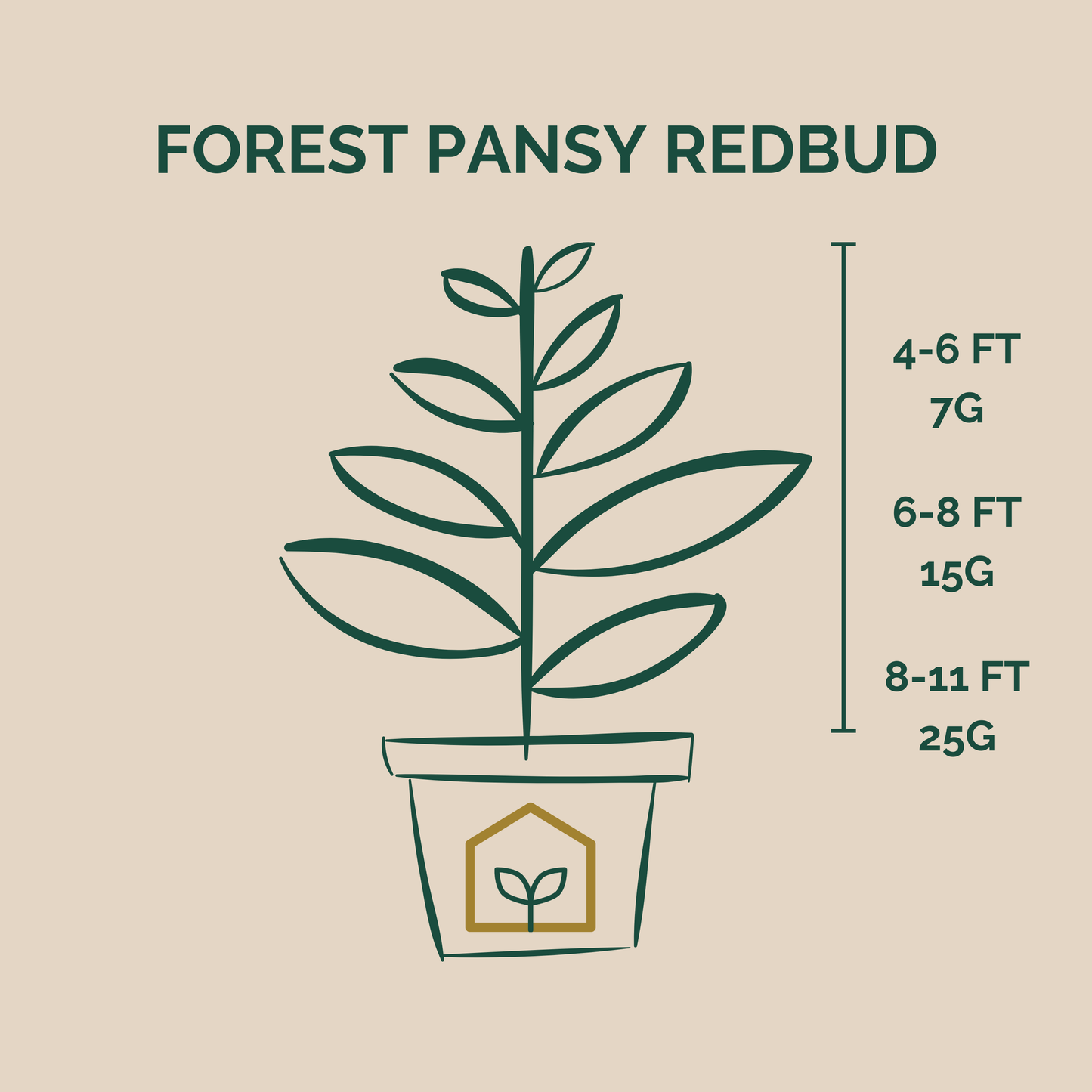 Illustration of a potted plant labeled 'Forest Pansy Redbud' with height and weight measurements on a beige background.