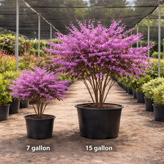 Two potted plants with purple flowers, one labeled 7 gallon and the other 15 gallon, in a nursery setting.