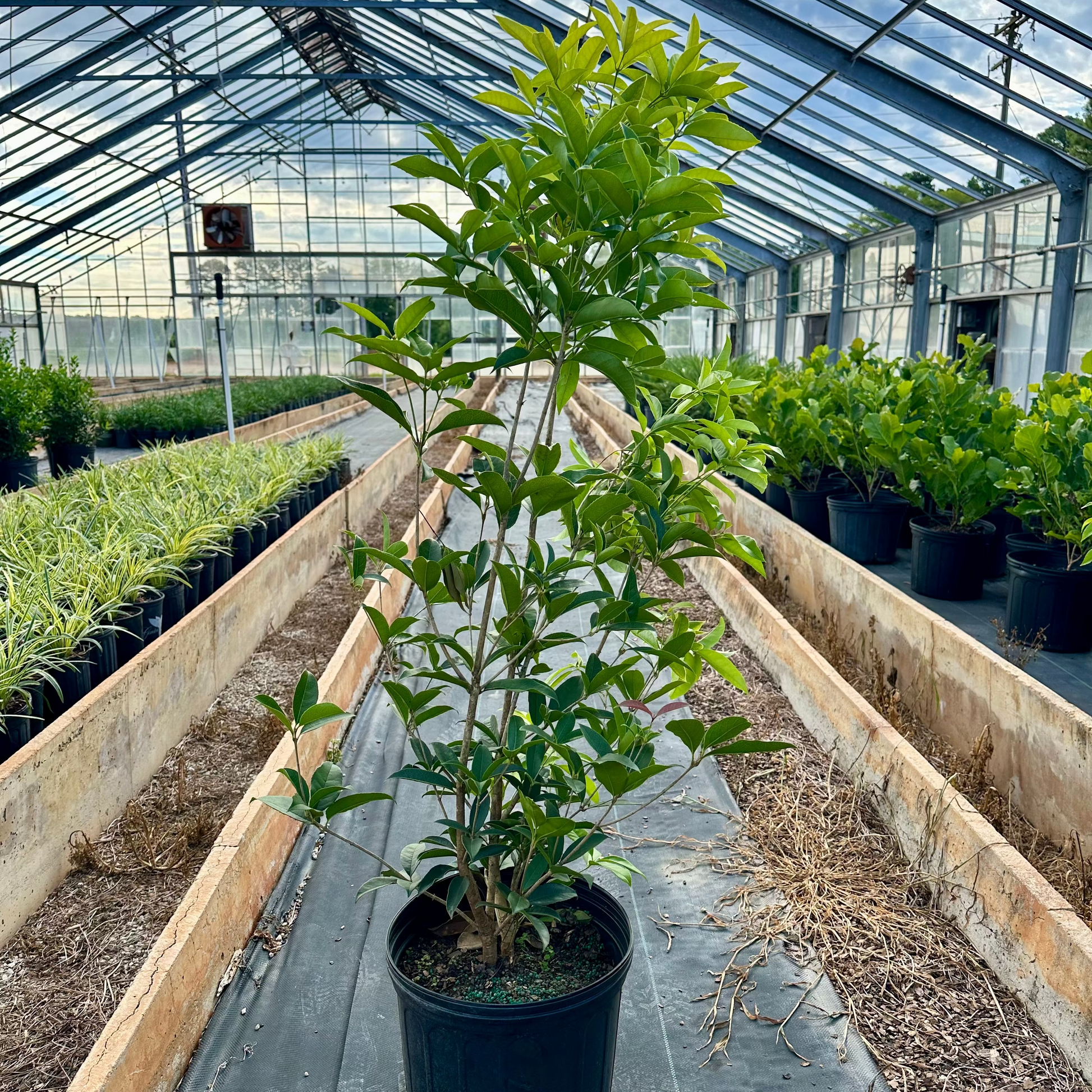 Potted plant in a greenhouse with rows of plants and a glass roof.